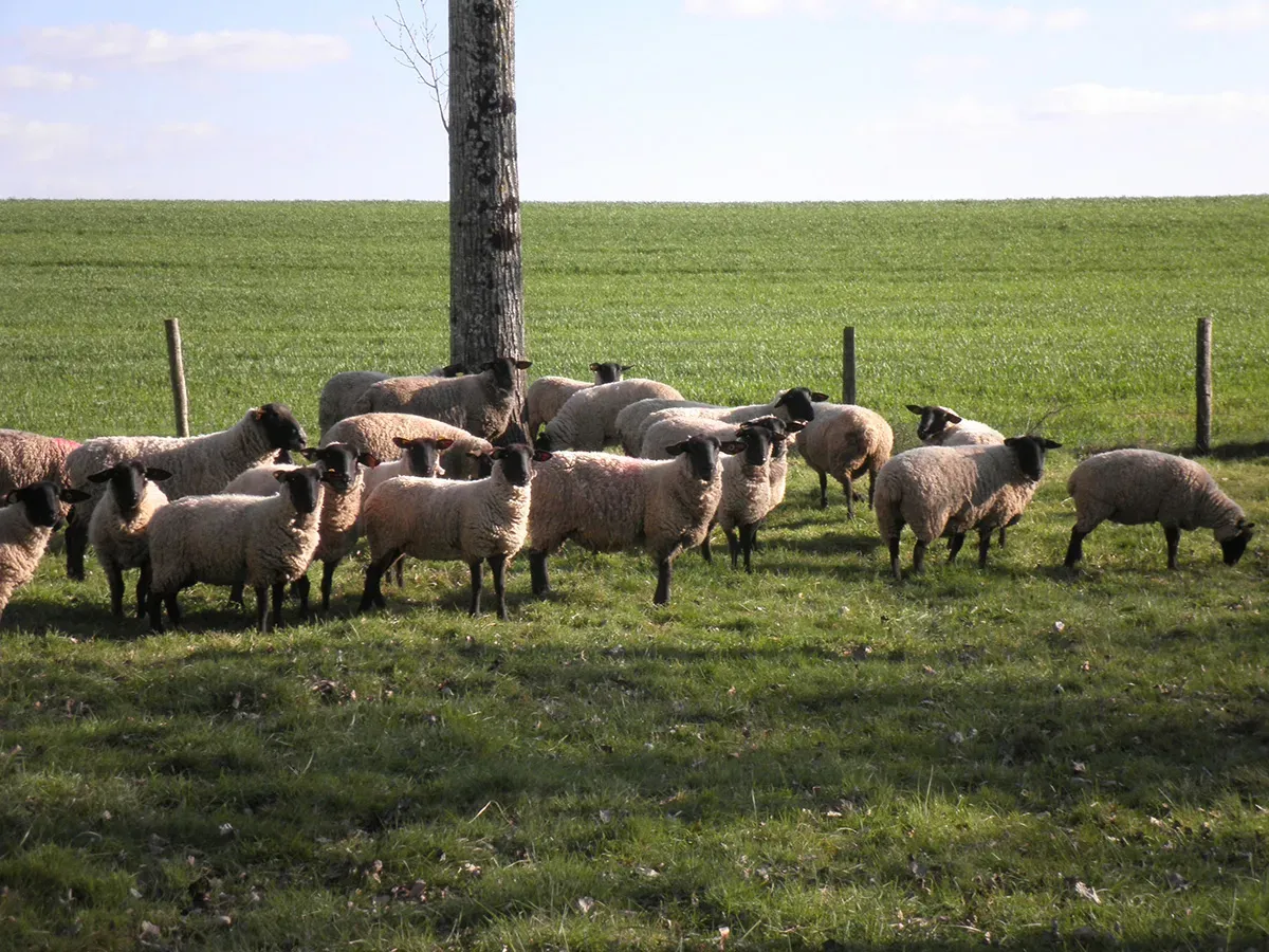 reproducteur-elevage-6