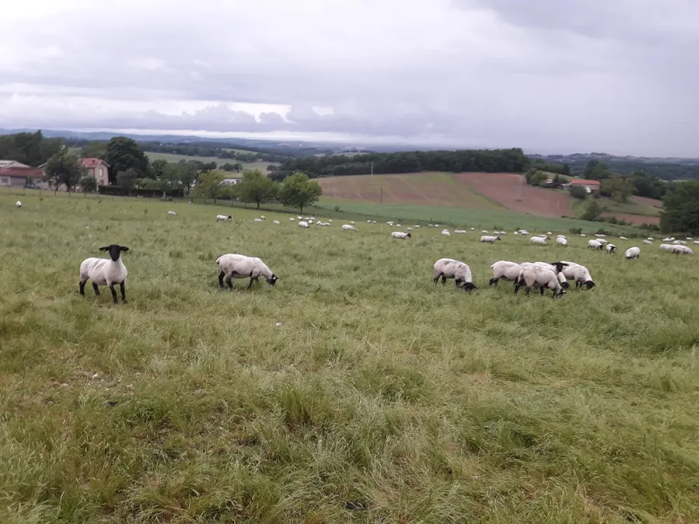 reproducteur-elevage-7